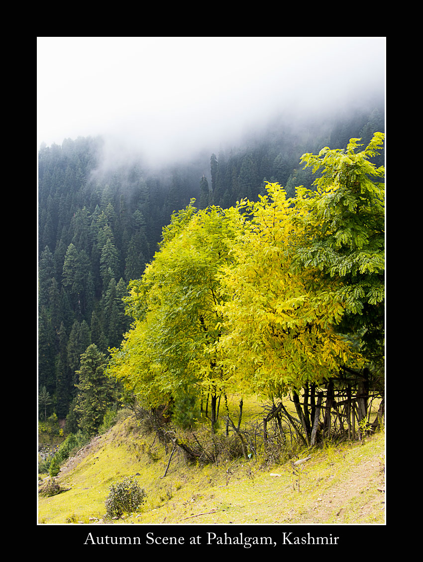 Trees in autumn colors, Betaab Valley