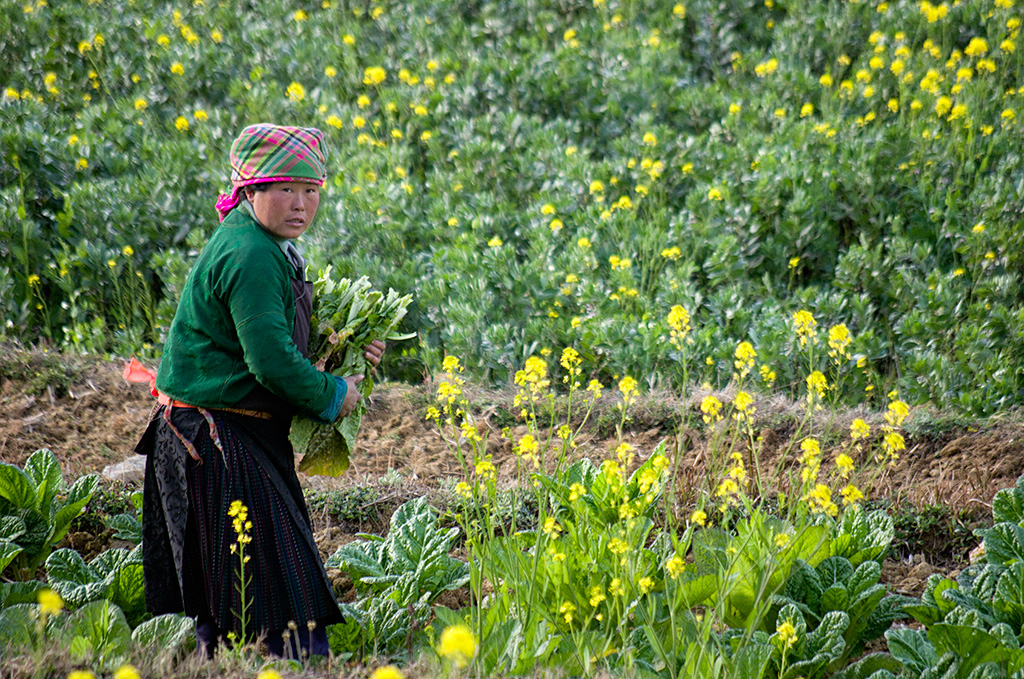 The villagers were harvesting white carrots and preparing the fields for rice planting.