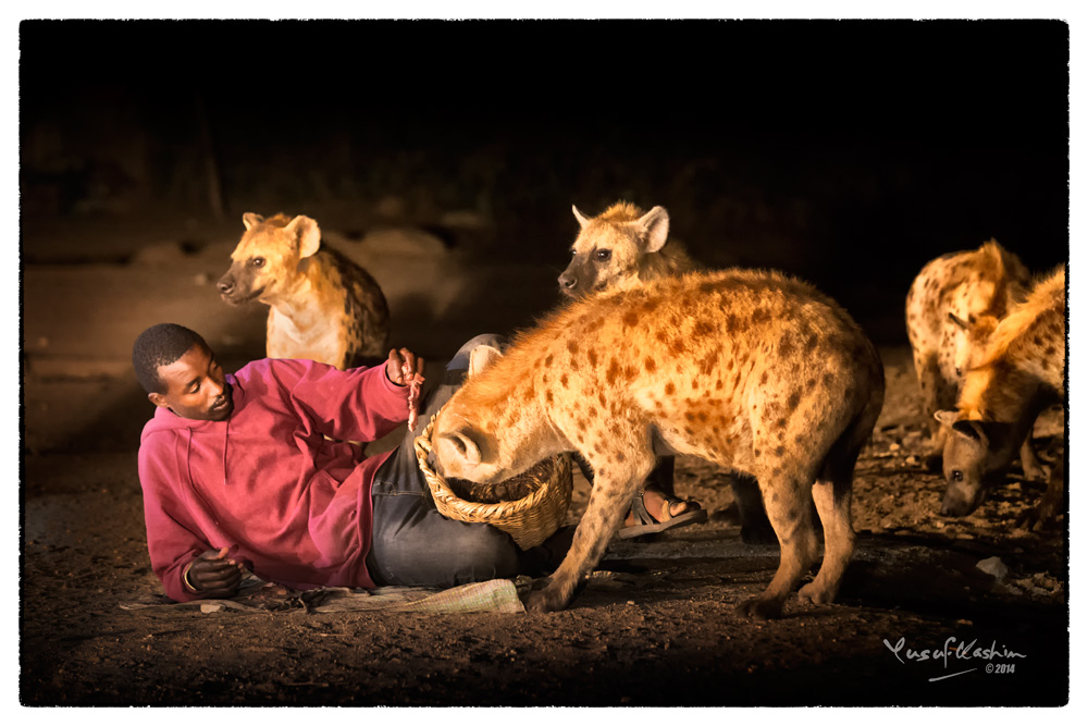 Although I was a bit wary about getting close, the Hyena Man seemed quite at ease among the Hyenas.