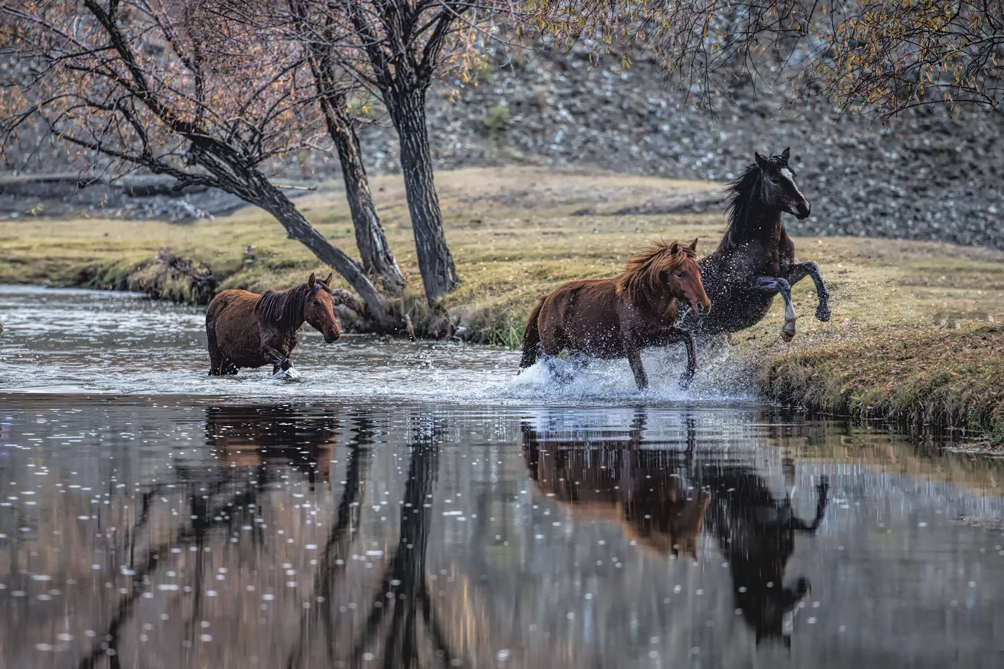 Horses running in the morning