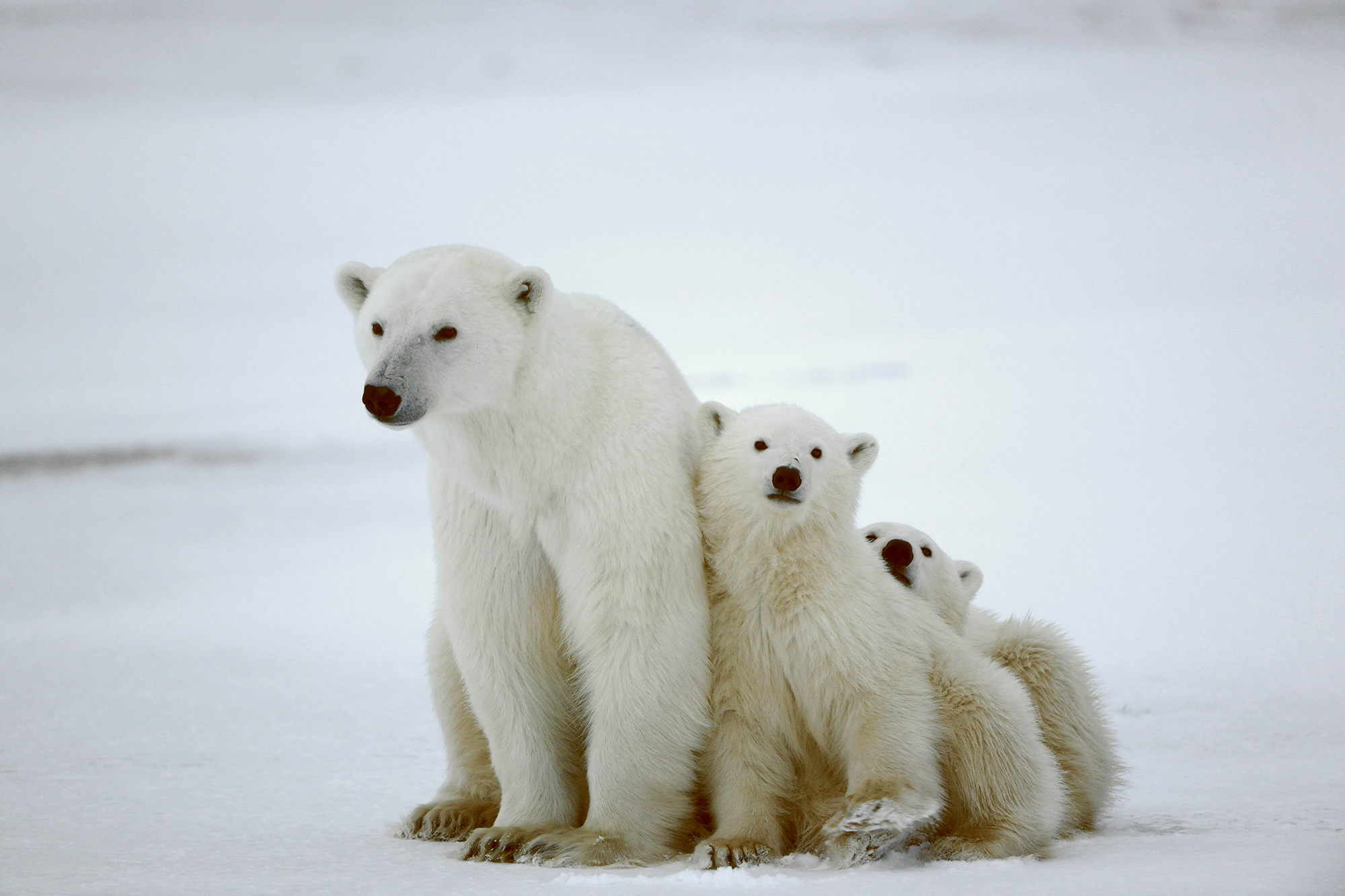 Polar she-bear with cubs. The polar she-bear with two kids on snow-covered coast.